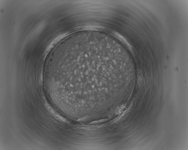 X0000084530938200703091624