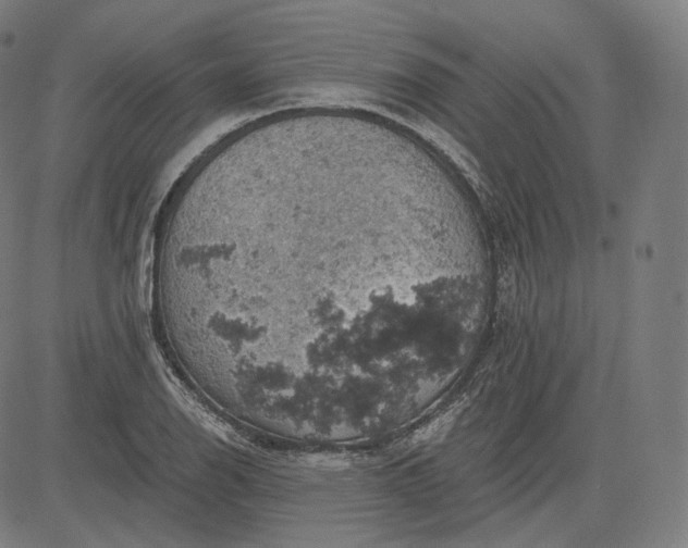 X0000084531126200703091621