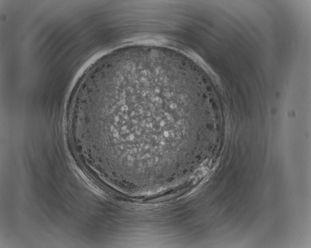 X0000084531240200703091620