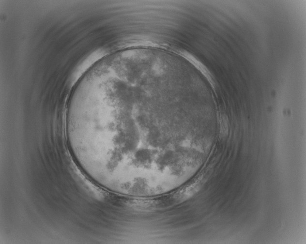 X0000084531290200703091618