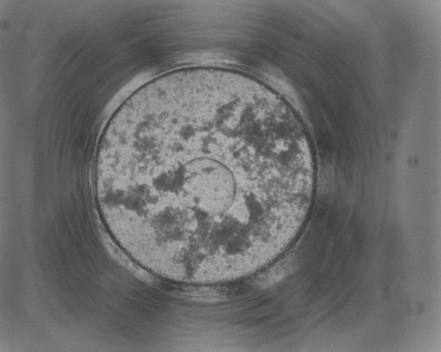 X0000084531338200703091618