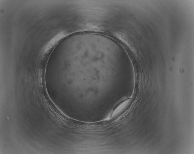 X0000084531455200703091615