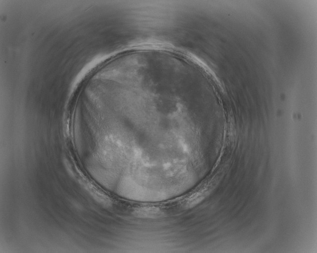 X0000084531462200703091615