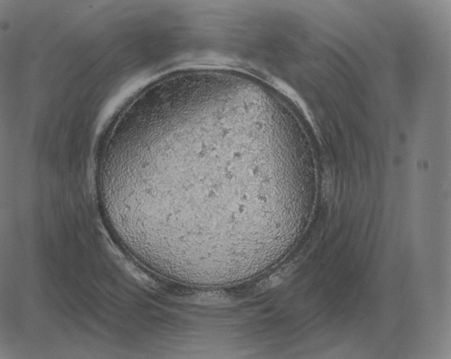 X0000084531464200703091615