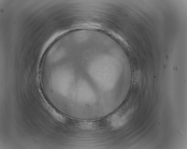 X0000084531470200703091615