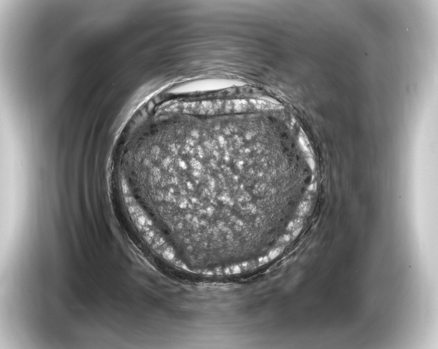 X0000084530242200703161614