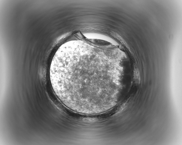 X0000084530444200703161611