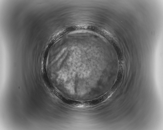 X0000084530504200703161611