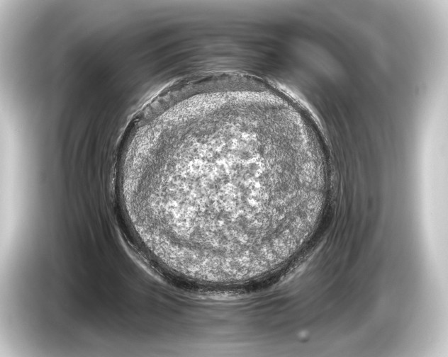 X0000084530533200703161610