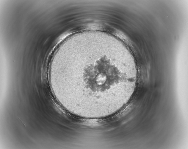 X0000084530828200703161606