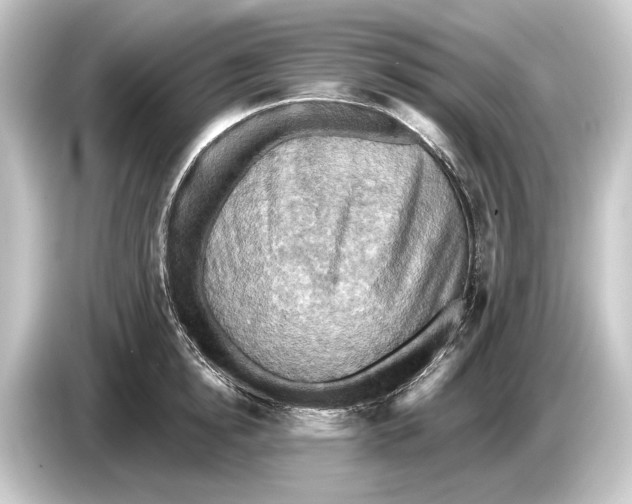 X0000084530854200703161607