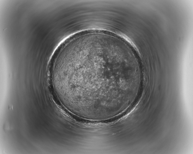 X0000084530926200703161605