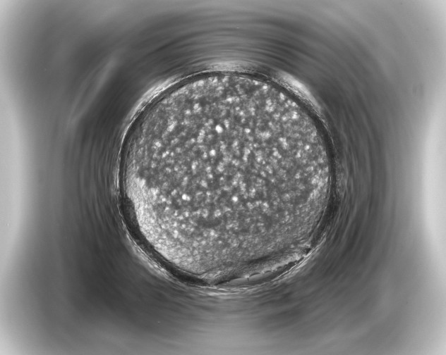 X0000084530938200703161605