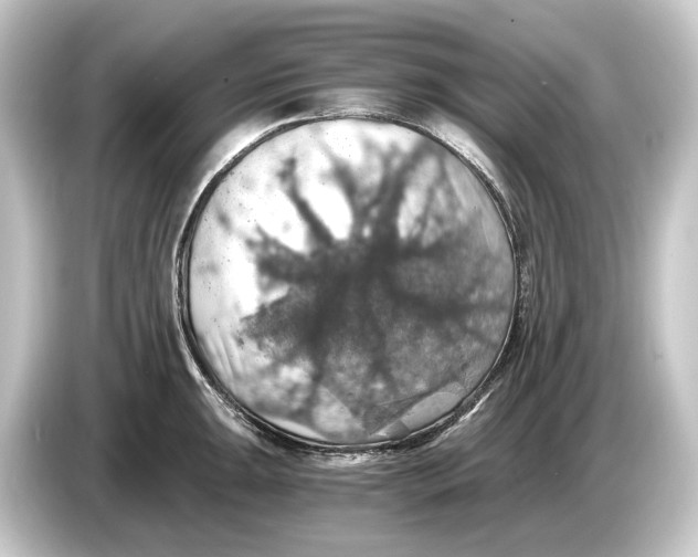 X0000084531047200703161604