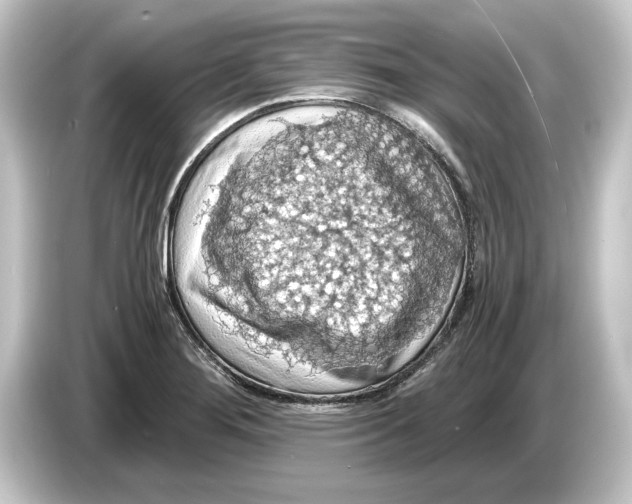 X0000084531276200703161600