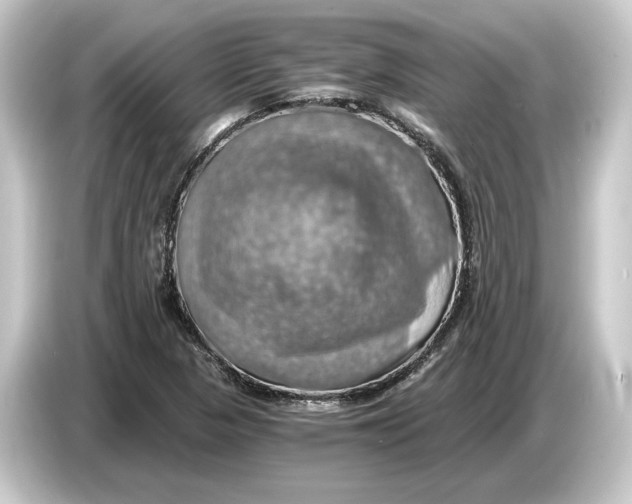 X0000084531313200703161559