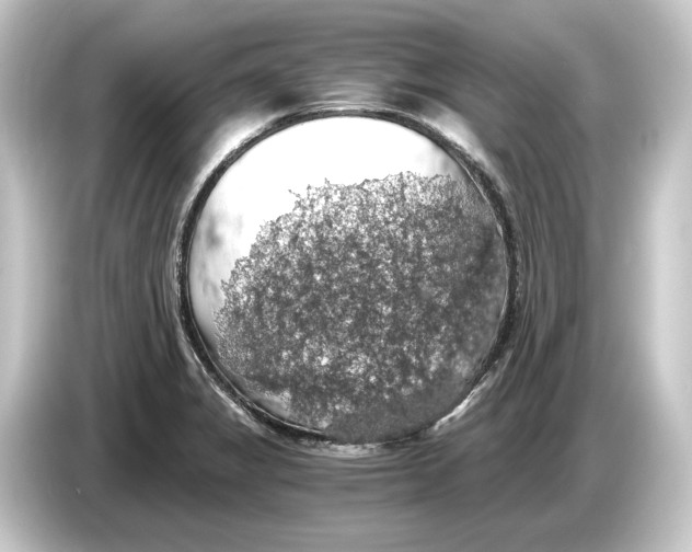 X0000084531325200703161600