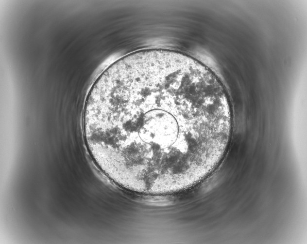 X0000084531338200703161600