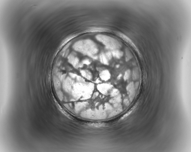 X0000084531417200703161558