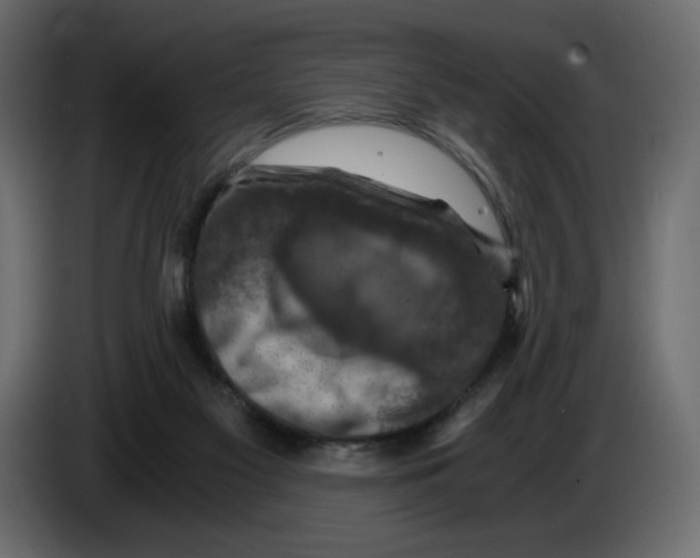 X0000084530117200703231701
