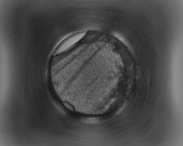 X0000084530156200703231700