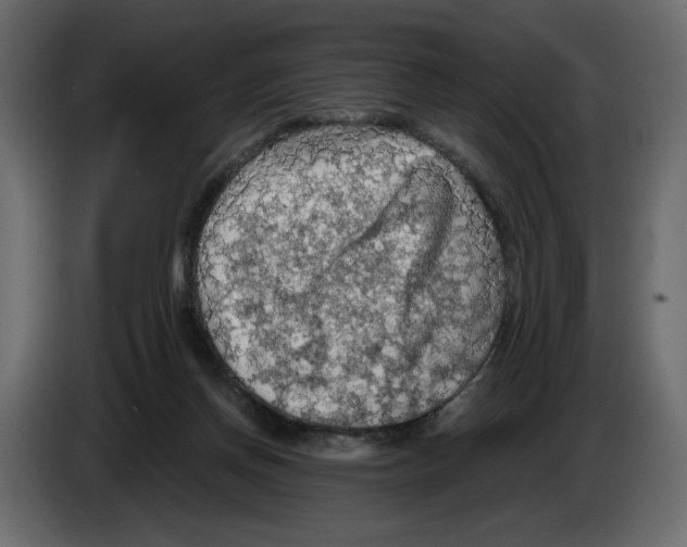 X0000084530166200703231700