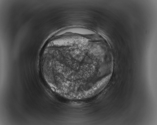 X0000084530346200703231657