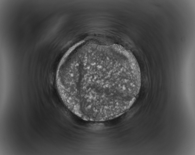 X0000084530374200703231658