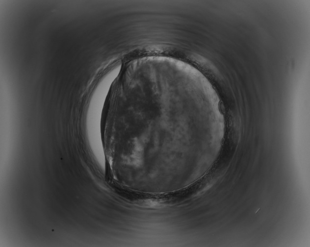 X0000084530496200703231655