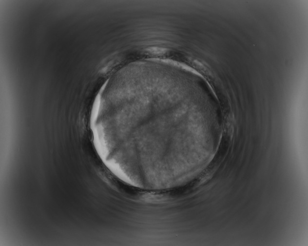 X0000084530568200703231655