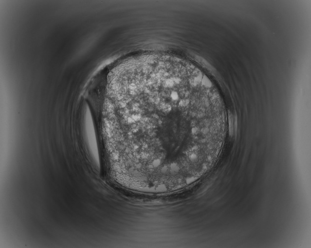 X0000084530675200703231653