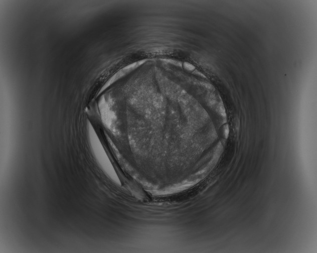 X0000084530746200703231652
