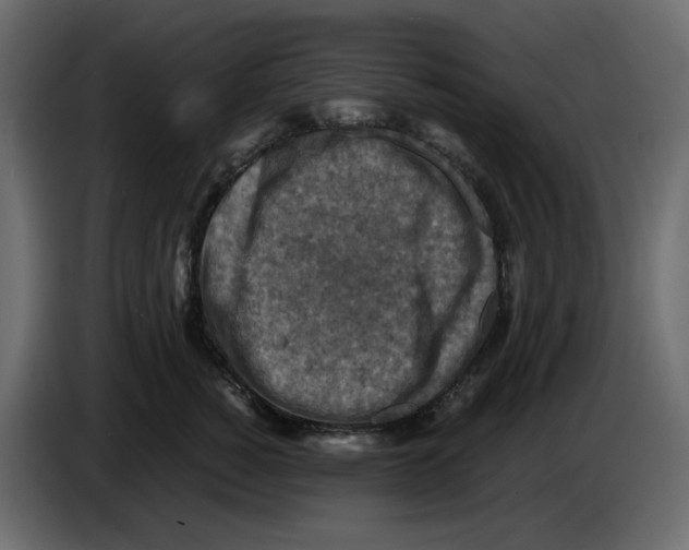 X0000084530760200703231652