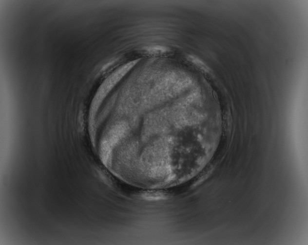 X0000084530762200703231652
