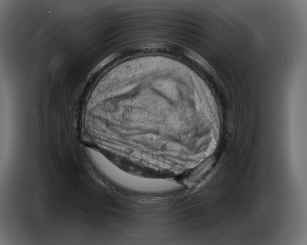 X0000084530826200703231650