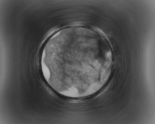 X0000084530835200703231650