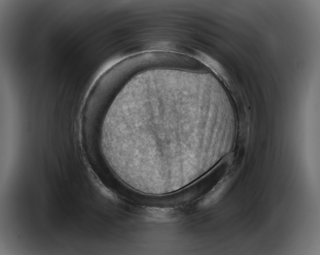 X0000084530854200703231651