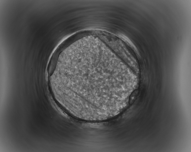 X0000084530900200703231650