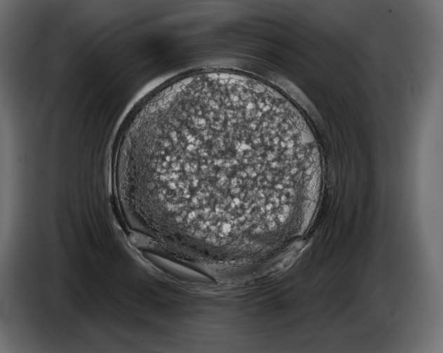 X0000084531036200703231648