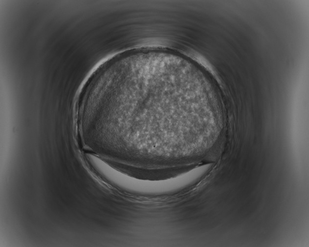 X0000084531124200703231646