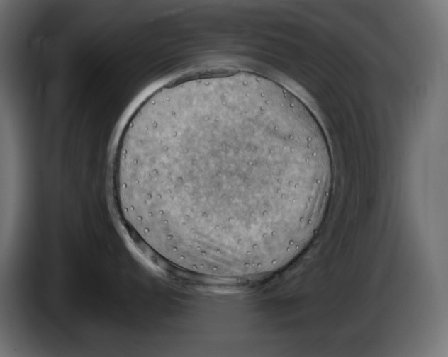 X0000084531152200703231647