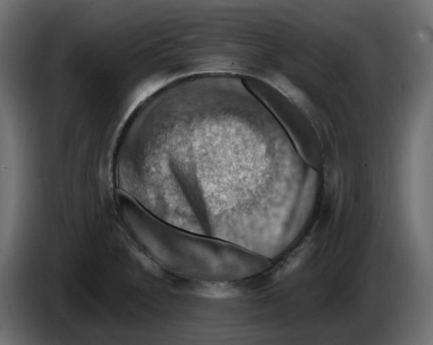 X0000084531230200703231645
