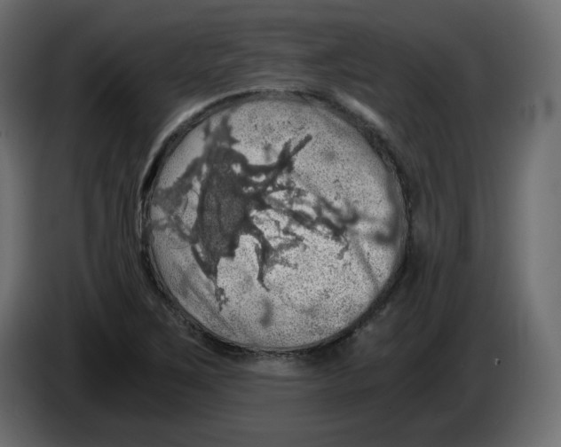 X0000084531267200703231645