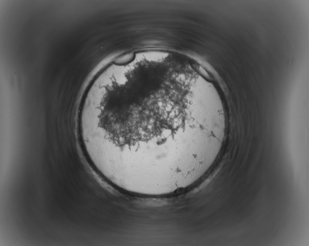 X0000084531333200703231644