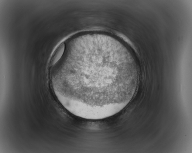X0000084531364200703231643