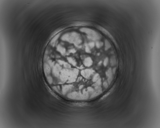 X0000084531417200703231642