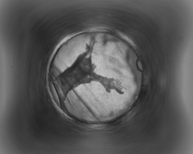X0000084531471200703231642