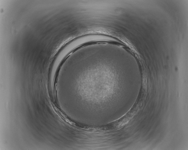 X0000084540434200702231231