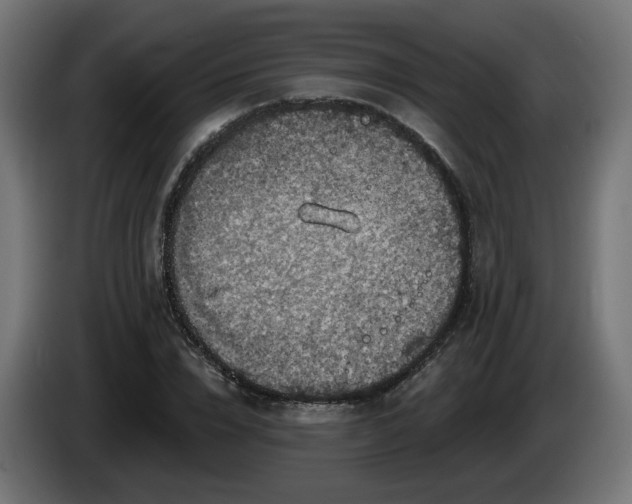 X0000084540832200703021442