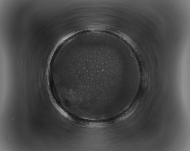 X0000084540840200703021442